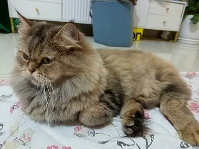 🐾 URGENT FREE ADOPTION NEEDED –  CAT 🐾