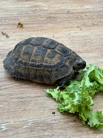 Turtle for adoption