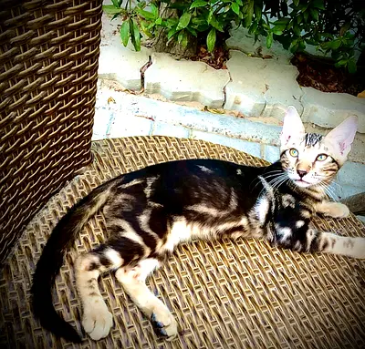 Handsome Boy Aslan - Marble Bengal