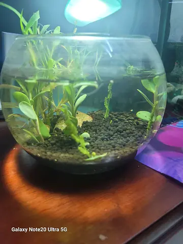 Small planted glass aquarium bowl with live aquatic plants 2 small snale