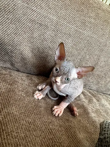 Cute sphynx girl kitten