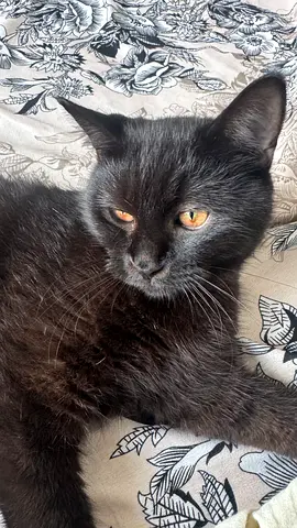 persian cat for adoption