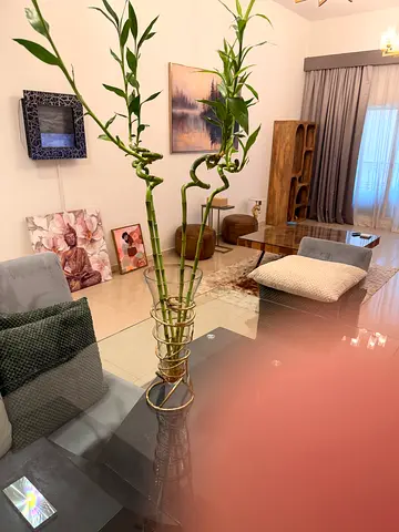 Indoor Lucky Bamboo Plant in Glass Vase - Ready to Decorate Your Home