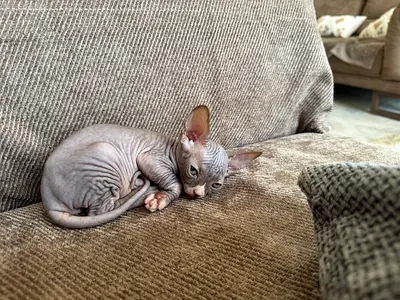 Cute sphynx girl kitten