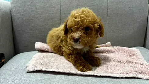 Tiny Toy Poodle  Puppy - Female,Healthy and playful is ready for new home