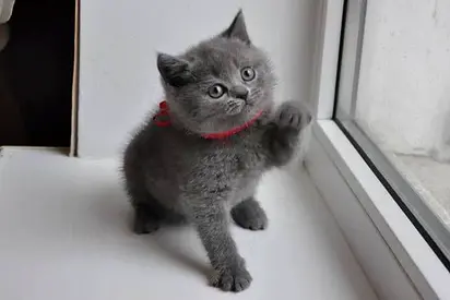 Have British shorthair cats for adoption