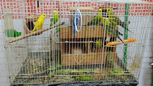 Pet