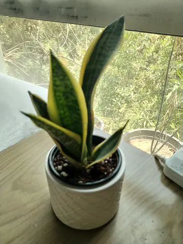 Snake Plant – Only 15 AED with Pot | Perfect Gift • Easy Care • Air Purifier