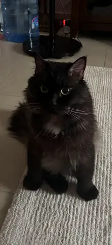 Grey Male Cat