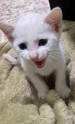 Adorable 8-week-old White Kitten Looking for a Home🐾 URGENT ADOPTION APPEAL 🐾💙 2-Month-Old Male