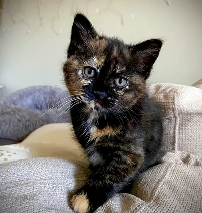 kitten looking for a new home - friendly indoor cat