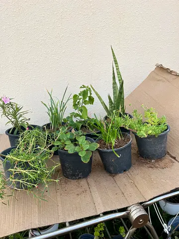Collection of Small Indoor Potted Plants (Assorted Succulents & Greens)