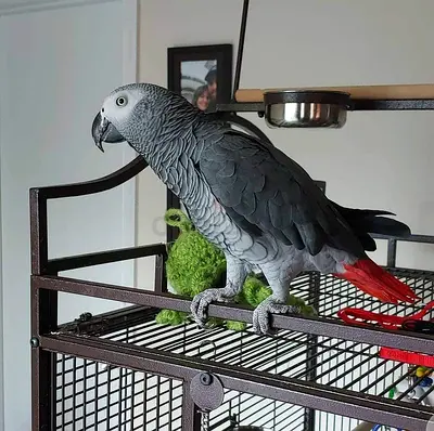 Beautiful African Grey Parrots - Friendly And Well Trained