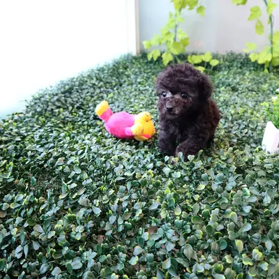 Tiny black toy poodle puppy — ready for a loving home