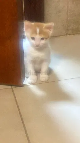 Kitten free adoption