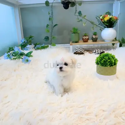Cute small white Maltese puppy available