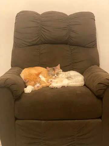 Cat adoption