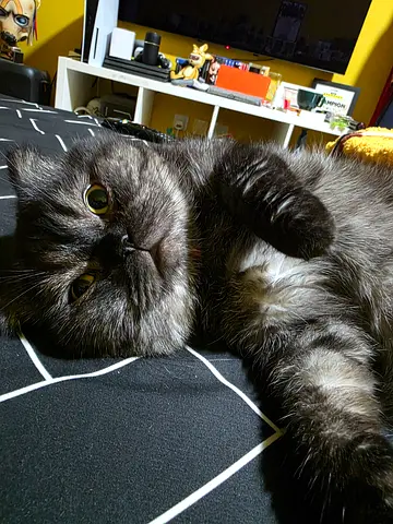 For Free Adoption - Male Scottish Fold 2yo Not Neutered