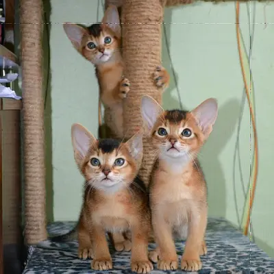 Trained Abyssinian Kittens
