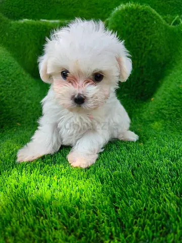 White and black puppy, very cute and playful is looking for a new home