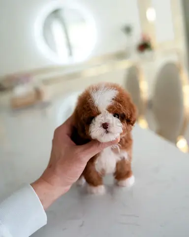Tiny Maltipoo Puppy — Friendly, Home Raised