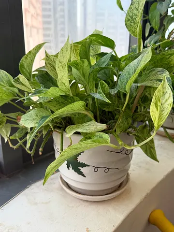 Healthy Indoor Plant for sale