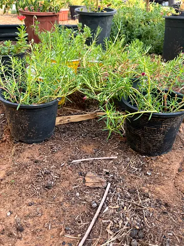 Small potted flowering succulents / garden plants - healthy batch