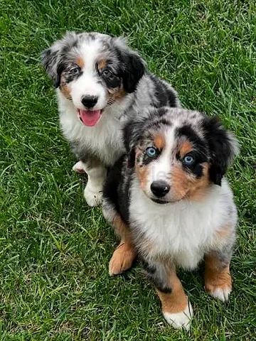 Blue Merle Australian Shepherd Puppies Available
