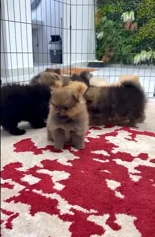Super Mini Pomeranian Puppy