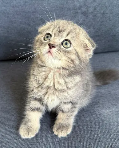 Pure Scottish Treble Fold Kitten