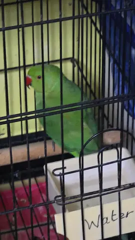 Indian ring neck