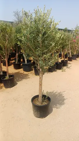 Potted Olive Tree (Trunked) - Ready to Plant