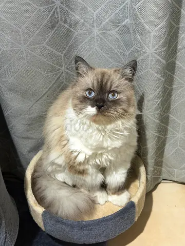 Himalayan cat - Friendly Adult Looking for New Home