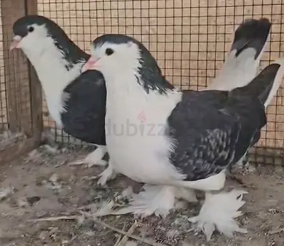 زوج لاهوري شيرازي جامبو