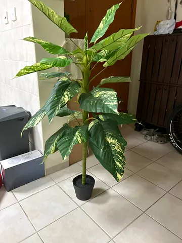 Dieffenbachia artificial plant