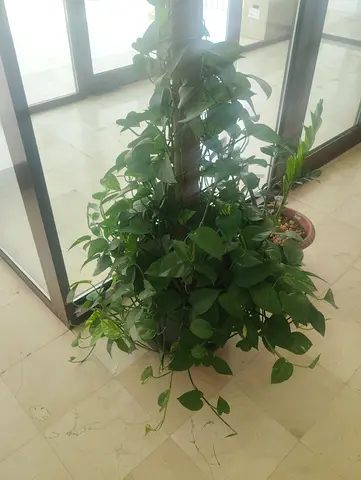 Mani plant