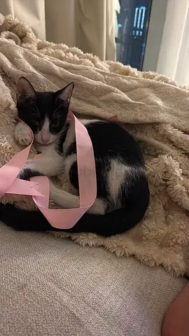 Boris the kitten looking for a new home