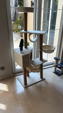Cat play tree