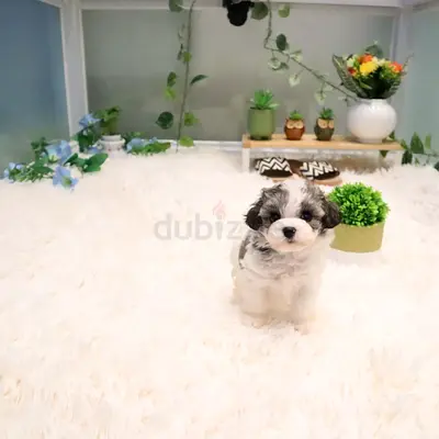 Tiny Shih Tzu mix puppy - 8 weeks, playful and healthy