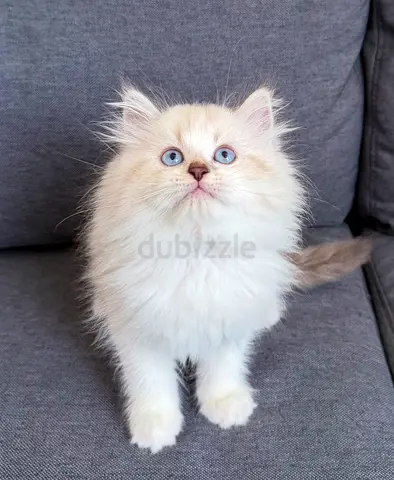 Pure Ragdoll Bicolor kittens