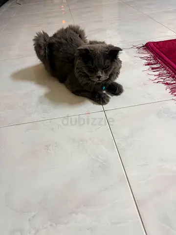 Pet