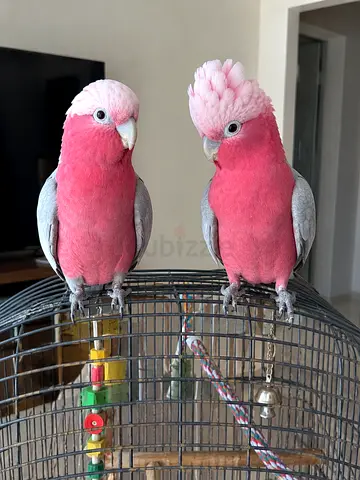 Galah Cockatoo  -  Available For Loving Homes !