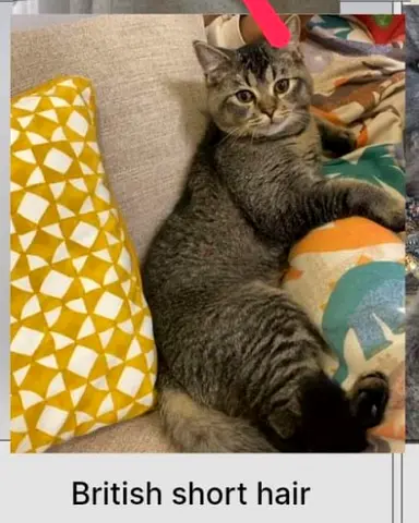 Cats for adoption with a passport and first vaccine