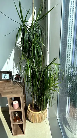 Tall Dracaena Marginata indoor plant in decorative pot - healthy, sun-loving