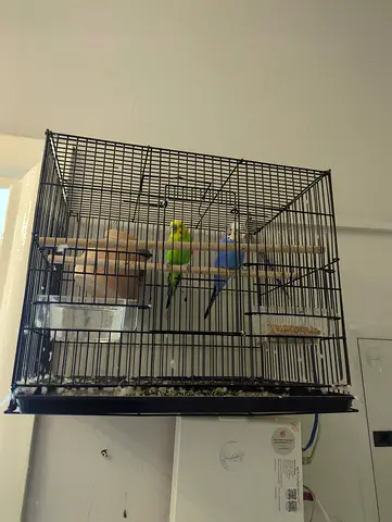 Birds free adoption