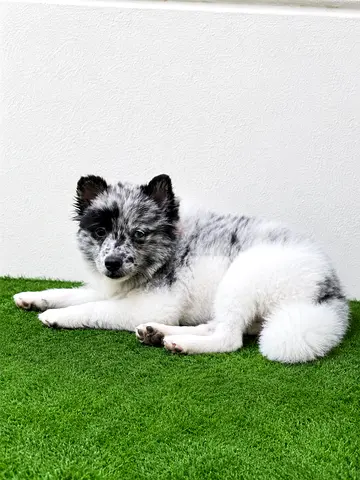 Pomeranian+German spitz