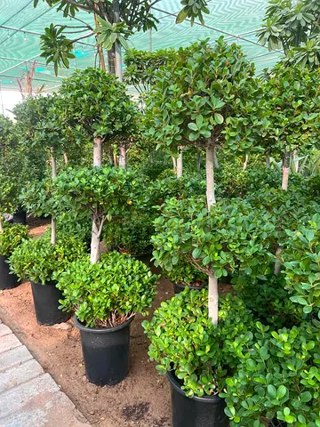 Live Potted Topiary Plants — Ready for Garden or Balcony (Multiple Available)