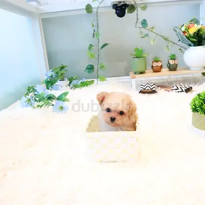 Tiny Toy maltipoo Puppy — 9 Weeks Old, Friendly and House-Trained