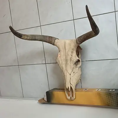 جمجمة ثور صيد Bull head Skull