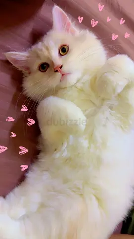 White persian cat